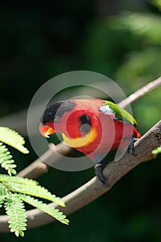 Yellow-Bibbed Lory photo