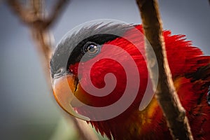 Yellow bibbed lory bird up and about