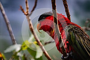 Yellow bibbed lory bird up and about