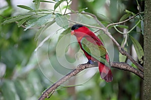 Yellow-bibbed lory, Lorius chlorocercus