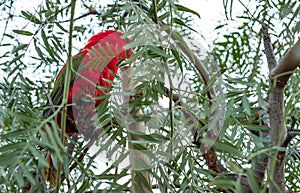 The yellow-bibbed lory photo