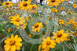 Yellow biden flowers