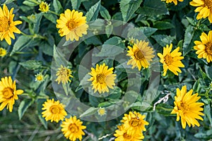 Yellow Bidens aristosa in beautiful spring, Tickseed Sunflower