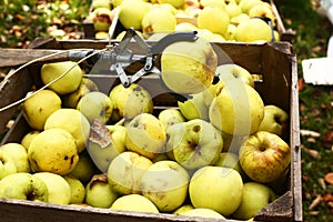 Yellow big apples and pluck stick autumn photo