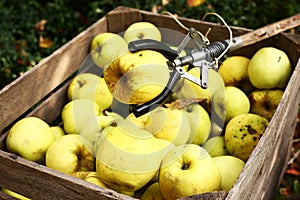 Yellow big apples and pluck stick autumn photo