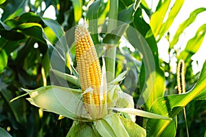 Yellow big corn in a corn field. Sweet juicy corn close-up