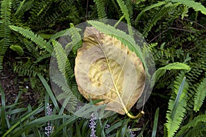 Yellow big leave and small green fern leaves