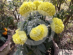 Yellow big many nise flowers photo