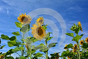 Yellow big sunflowers with blue sky