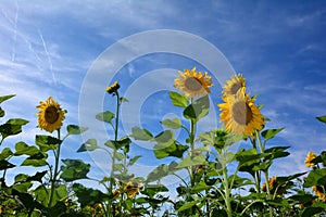 Yellow big sunflowers with many blue sky