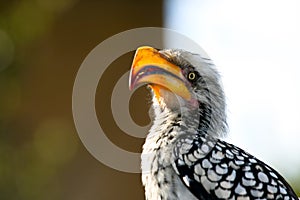 Yellow Bill Hornbill Posing