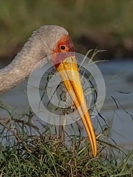 Yellow-bill Stork portrait close up