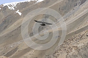 Yellow-billed or Alpine Chough Flying over Himalayan Mountains