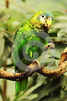 The Yellow-billed amazon Amazona collaria sitting on the old vertikal branch