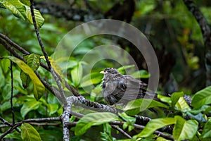 Yellow-billed babbler bird taking shelter in the trees in the rain. Common household birds