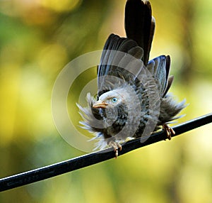 yellow billed babbler resisting the wind photo