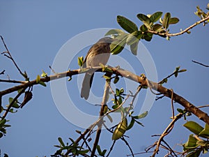 Yellow Billed Babbler - Very well known as Jungle Babbler sitting on the branch of the tree