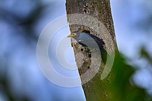 Yellow-billed Barbet, Trachyphonus purpuratus, beautiful colored barbet from African forests and woodlands, Kibale forest, Uganda