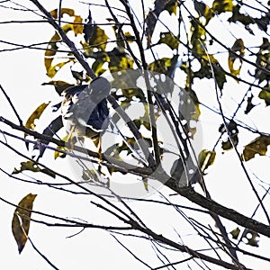 Yellow-billed blue magpie or gold-billed magpie in Jim Corbett National Park, India