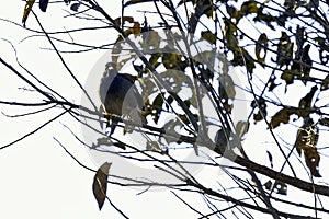 Yellow-billed blue magpie or gold-billed magpie in Jim Corbett National Park, India