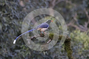 Yellow-billed Blue Magpie, Urocissa flavirostris, Uttarakhand,