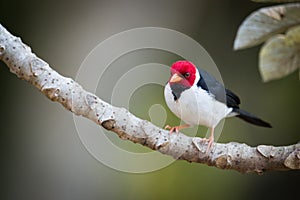 Yellow-billed cardinal on branch looking at camera