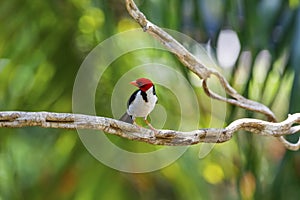 Yellow-billed Cardinal, Pantanal Wetlands, Mato Grosso, Brazil