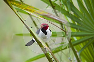 Yellow-billed Cardinal, Paroaria capitata