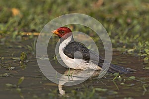 Yellow-billed cardinal, Paroaria capitata