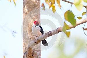 Yellow-billed Cardinal, Paroaria Capitata, black and white song bird with red head, Mato Grosso, Pantanal, Brazil