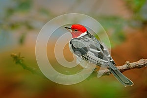 Yellow-billed Cardinal, Paroaria capitata, black and white song bird with red head, sitting on the tree trunk, in the nature