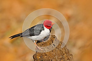 Yellow-billed Cardinal, Paroaria capitata, black and white song bird with red head, sitting on the tree trunk, in the nature habit