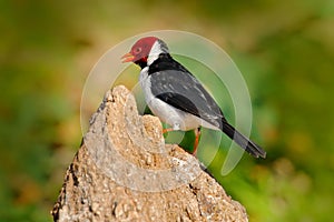 Yellow-billed Cardinal, Paroaria capitata, black and white song bird with red head, sitting on the tree trunk, in the nature habit