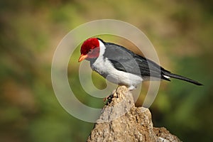 Yellow-billed Cardinal, Paroaria capitata, black and white song bird with red head, sitting on the tree trunk, in the nature habit