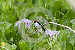 Yellow-billed Cardinal (Paroaria capitata) in Brazil