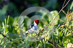 Yellow-billed Cardinal (Paroaria capitata) in Brazil