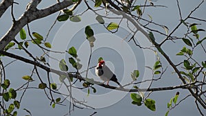 yellow billed cardinal, Paroaria capitata, Pantanal