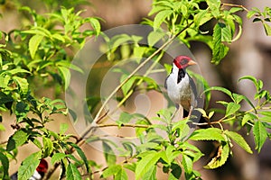 Yellow-billed cardinal Paroaria capitata - Pantanal, Mato Grosso do Sul, Brazil