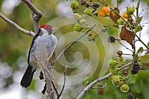 Yellow-billed Cardinal, Paroaria capitata, perched in small bush