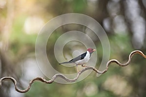 Yellow billed Cardinal,perched on a liana