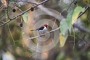 Yellow billed Cardinal,perched on a liana,