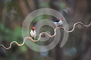 Yellow billed Cardinal,perched on a liana,