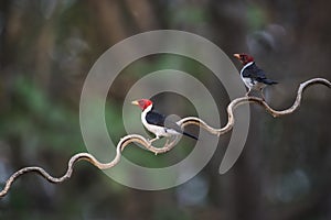 Yellow billed Cardinal,perched on a liana