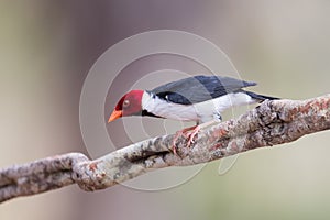 Yellow billed Cardinal perched on a vine stem