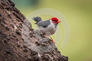 Yellow-billed cardinal on tree trunk facing right