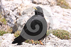 Yellow-billed chough