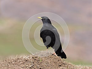 Yellow-billed chough or Alpine chough, Pyrrhocorax graculus