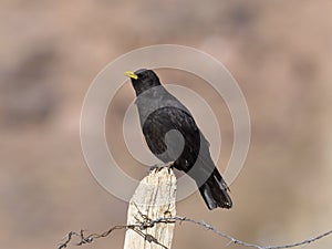 Yellow-billed chough or Alpine chough, Pyrrhocorax graculus