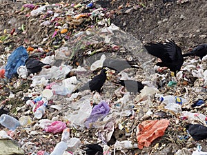 Yellow-billed chough or Alpine chough, Pyrrhocorax graculus