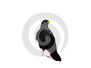 Yellow-billed chough or Alpine chough, Pyrrhocorax graculus